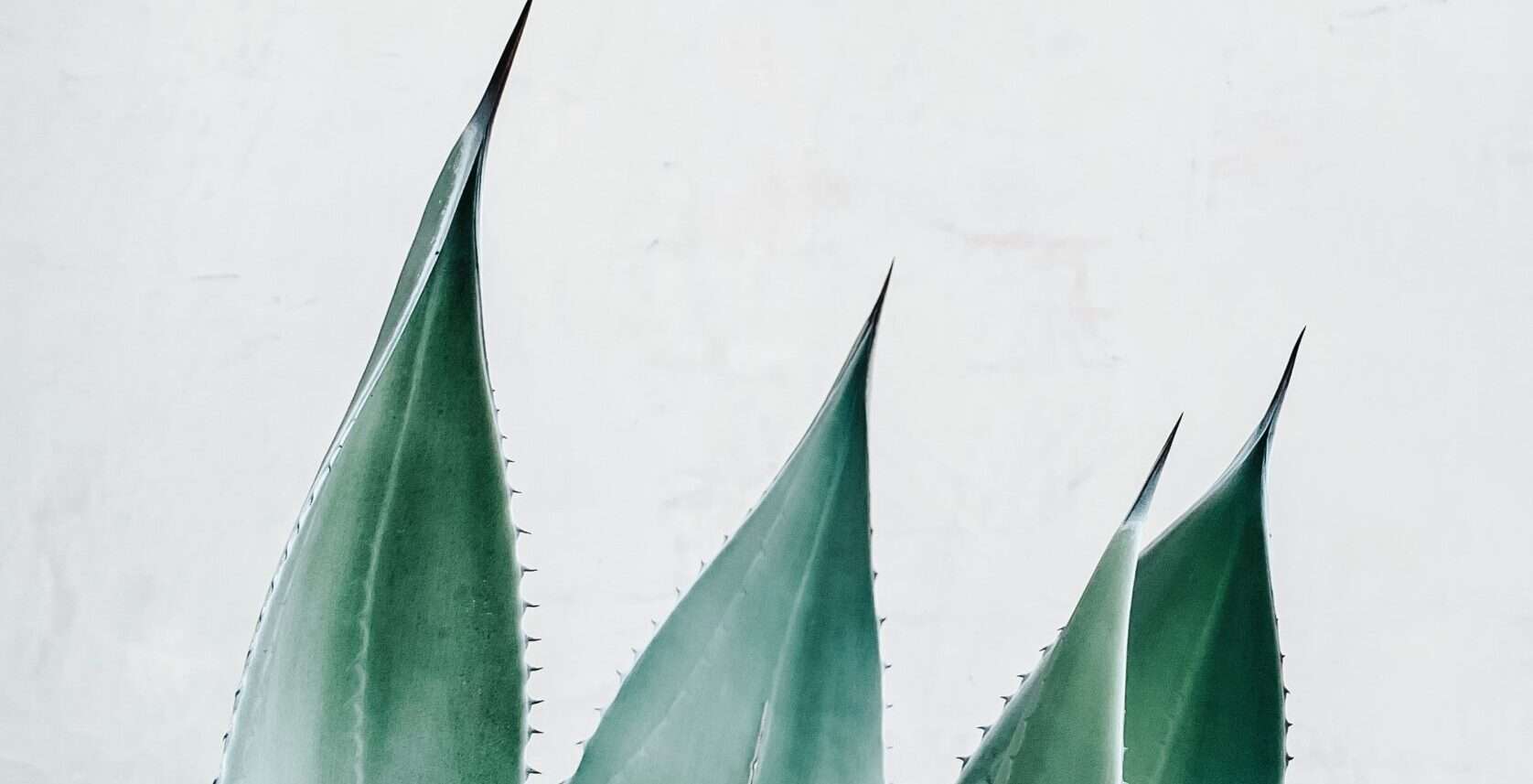 Aloe vera y la depilación láser. Puntas de la planta de aloe.